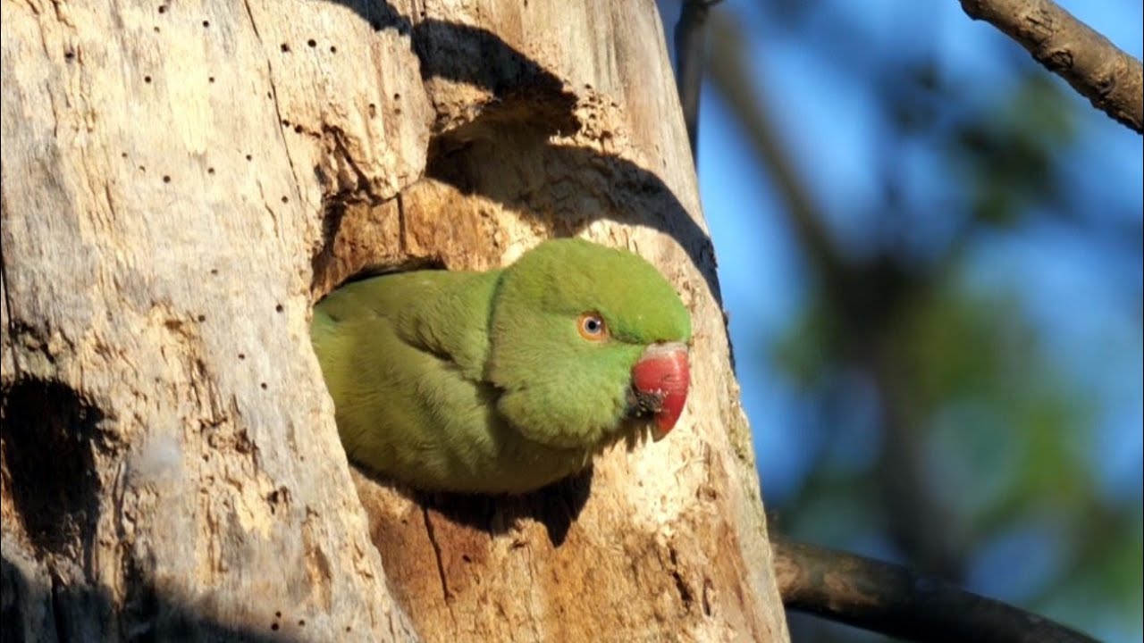 File:Rose-ringed Parakeets (Male & Female)- During foreplay at Hodal I  Picture 0102.jpg - Wikimedia Commons