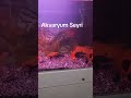 Akvaryum Seyri #akvaryum #hobi #aquarium #japonbalığı #mutluluklar #shortvideo