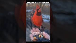 Central Park Cardinal #cardinalbird #centralpark #shortsvideo #birds #animals