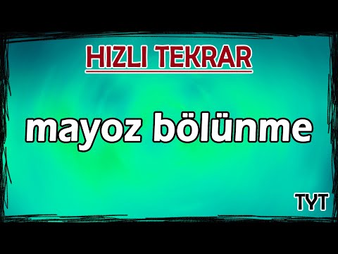 Mayoz Bölünme - Hızlı Tekrar