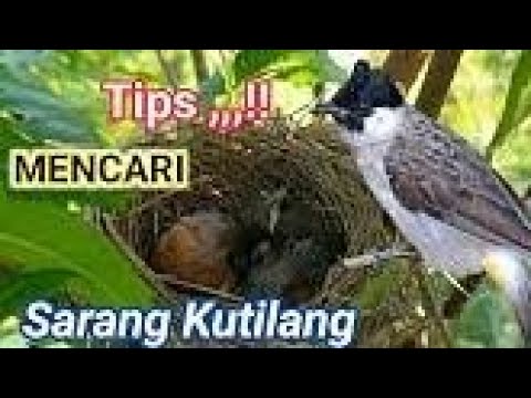 CARI BURUNG burunggacor urung kico CARI BURUNG burunggacor urung kico