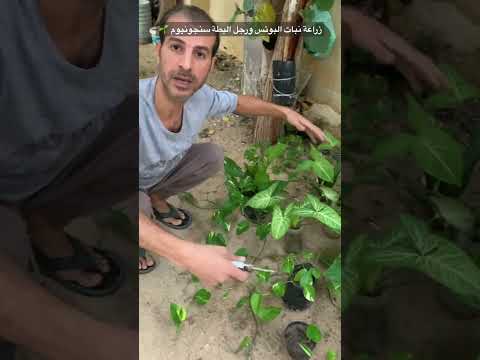 فيديو: إكثار شجيرة الفراشة: كيفية زراعة شجيرات الفراشة من البذور أو القطع