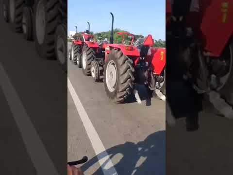 Massey 241 tractor/tractor videos/massey ferguson tractor/ tractor Short video// Best massey tractor