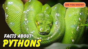 10 Incredible Facts About Pythons You Didn’t Know! 🐍