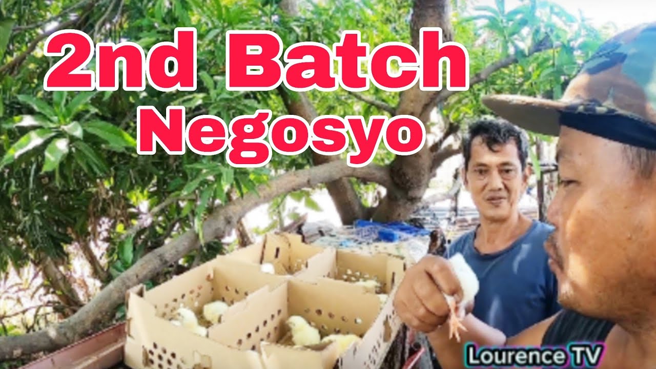 2nd Batch Ng Negosyo/ At Tiknik Sa Pag Pili Ng Alagaing Manok 45days/ Vlog# 834| LTV #viral