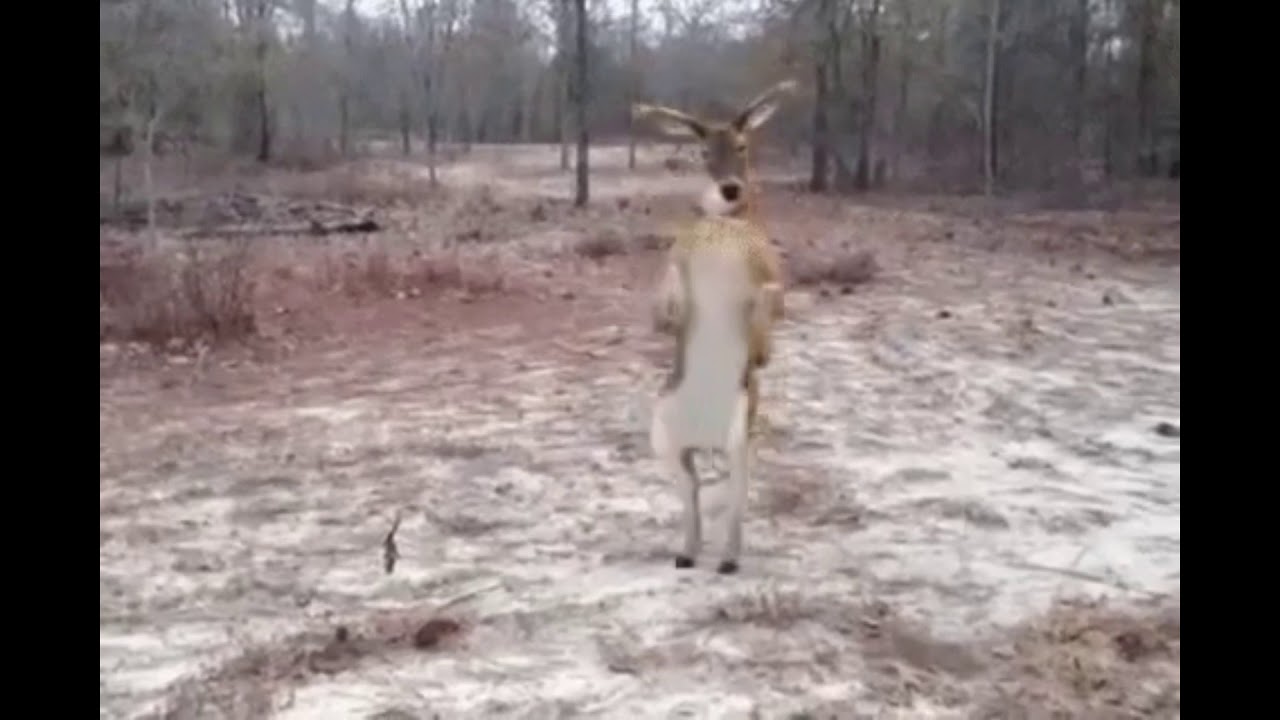 Deer dance