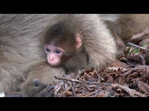 赤ちゃん猿 Snow Monkey Baby 野生の赤ちゃんザル 3⃣ 2023 4K - YouTube