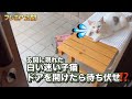【白い迷い子猫】玄関を開けたら待ち伏せしていたので豪華なごはんを用意すると予想外な事に…