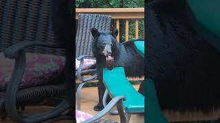 Black Bear Drinks Cocktail, Baby Cub Joins and Spills It