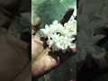 குண்டு மல்லி பூ