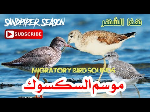 موسم الوك الطيطوي بداية من هذا الشهر برومو