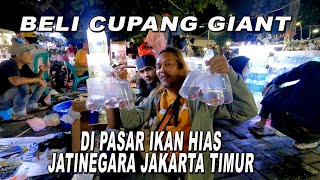 BELI CUPANG  GIANT MULTYCOLOR DI PASAR IKAN HIAS JATINEGARA