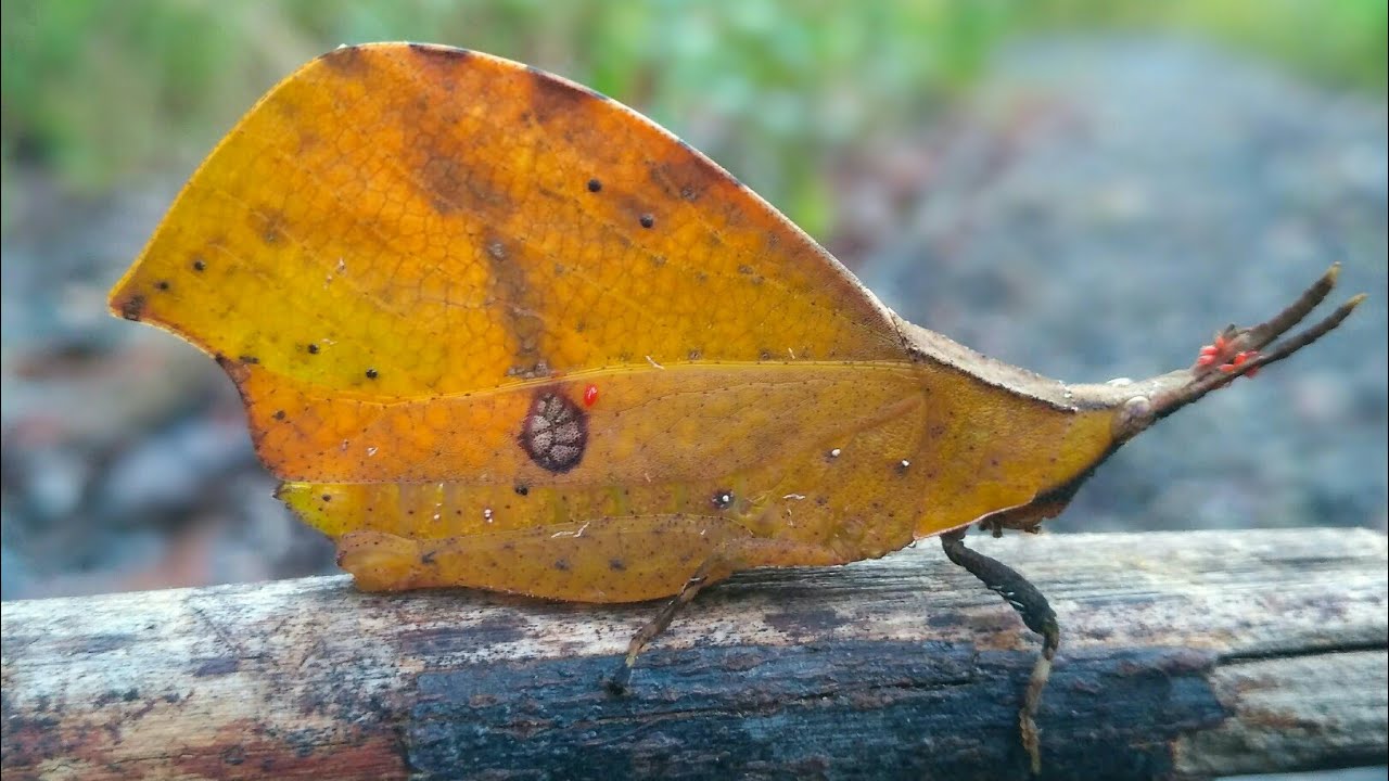 Menemukan Belalang Daun Unik. (systella rafflesia) - YouTube
