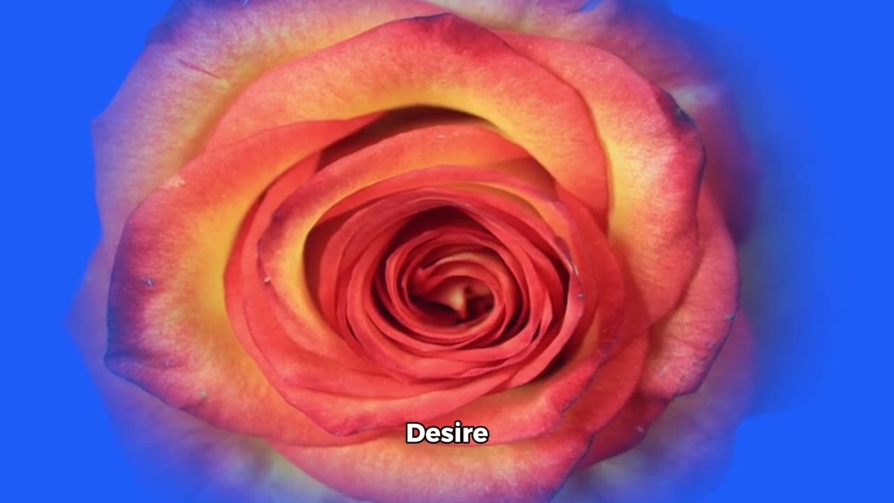 Roses are so beautiful, Amazing facts about Rose flowers