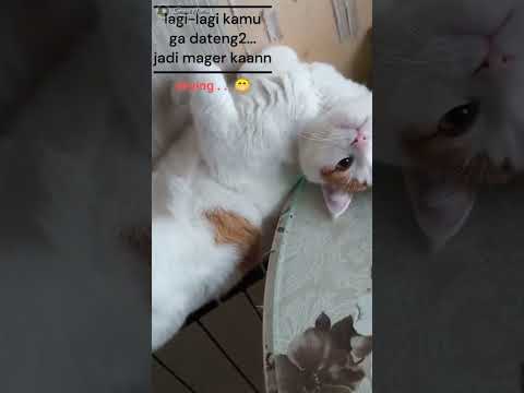 Kucing galau #shortsviral #ytshorts #lagujepang #music #catlover