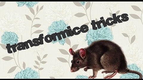 transformice tricks for noobies