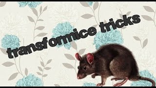 transformice tricks for noobies