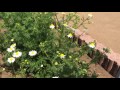 東京都薬用植物園のジャーマンカモミール の動画、YouTube動画。