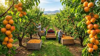 Inside Türkiye’s Apricot Farming: From Malatya Orchards to Dried Apricot Export screenshot 5