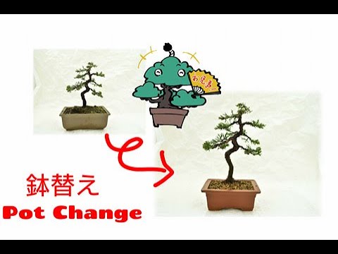 真柏の整枝後の素材の鉢を締めて小品盆栽にする 盆栽お手入れ講座