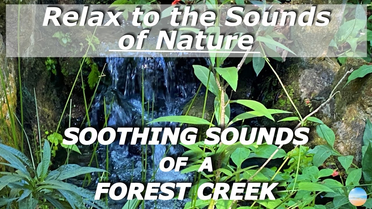 Forest Creek Soothing Sounds with Magical Water Sounds and Singing ...