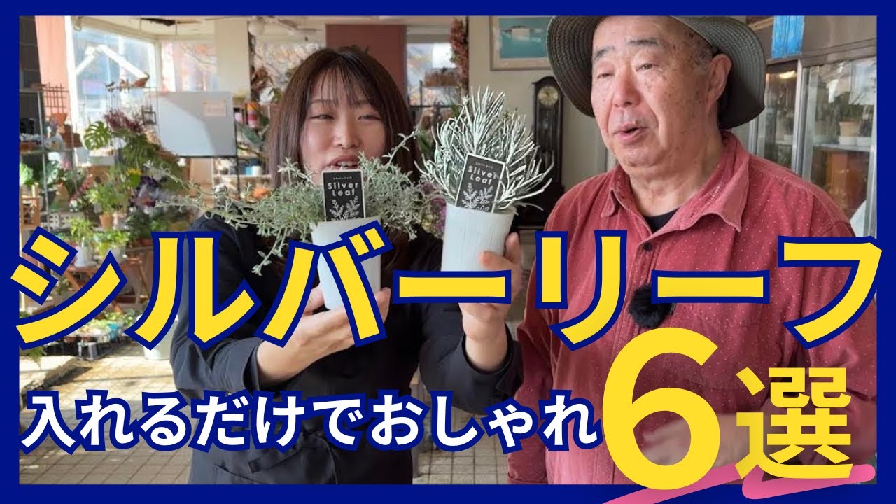 シルバーリーフ6選｜寄せ植えの名わき役