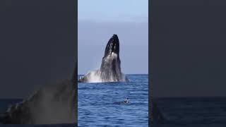 Increíble ballena saliendo del agua en Punta del Este Uruguay