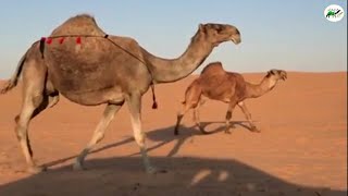 باكستانيه لقحه ملاقي للبيع التفاصيل تم البيع Youtube