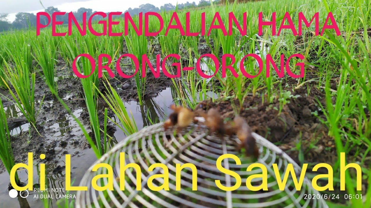 PENGENDALIAN HAMA ORONG-ORONG 