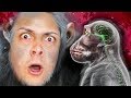 how monkeys became SMARTER than HUMANS (Plague Inc Evolved)