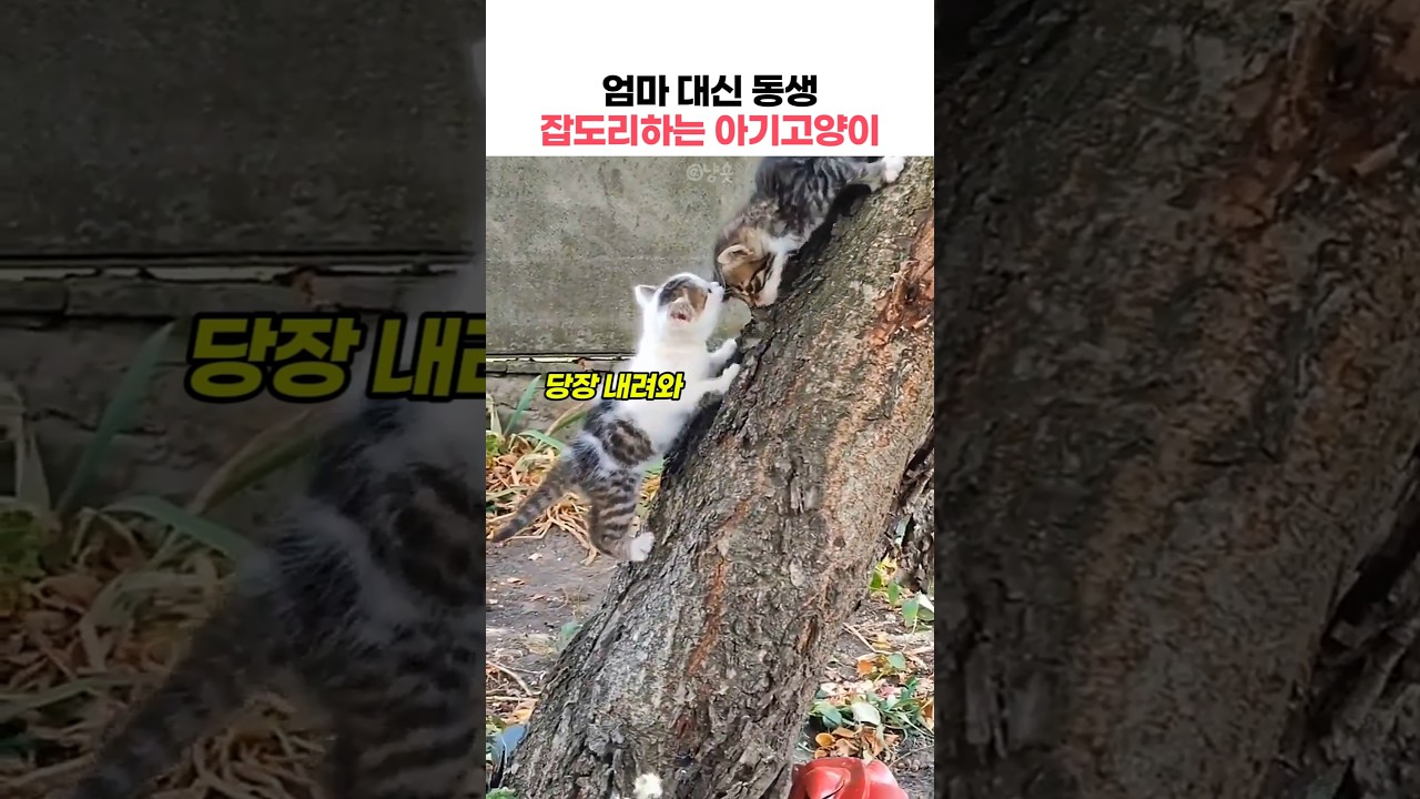 엄마 대신 동생 잡도리하는 아깽이ㅋㅋ #아기고양이