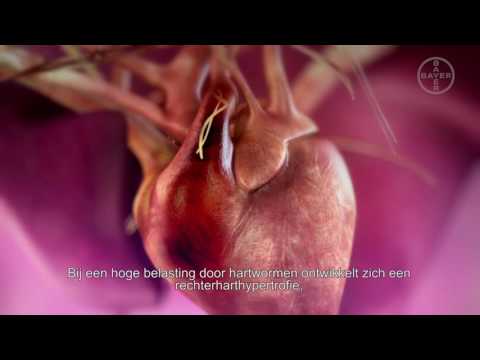Video: Hartwurmsiekte By Honde (Dirofilariasis By Honde)