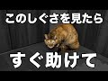 猫が助けを求めている時に見せる仕草6選！