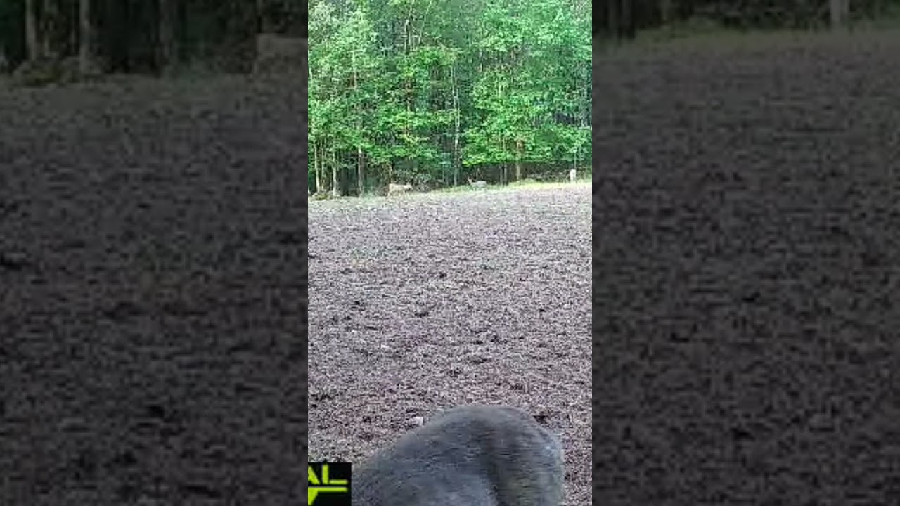 Deer can't wait for the turnip buffet!// 