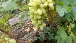 видео Как ускорить созревание винограда: способы, описание