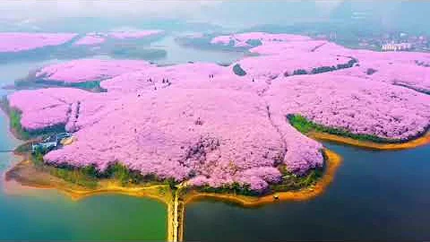 The Largest Cherry Blossom Garden In The Word, Gui Zhou, China - DayDayNews
