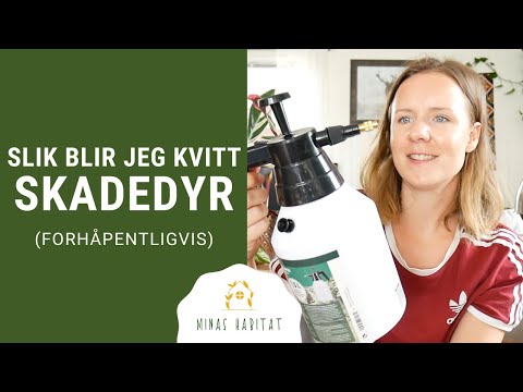 Video: Hvordan Slippe Af Med Trips På Indendørs Planter? Metoder Til Kontrol Og Forebyggelse. Foto