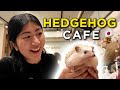 Traveling to Osaka + Visiting a Hedgehog Cafe in Japan