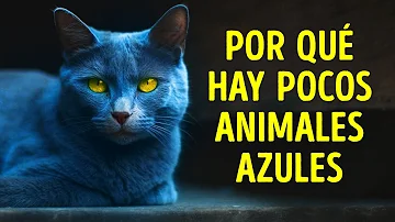 ¿Algún animal es realmente azul?