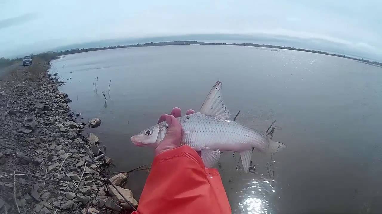 Конь Губарь. Необычные рыбы Амура. Horse Gubar . Unusual Amur fish.
