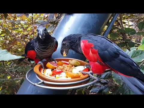 Pesquet's parrots feeding