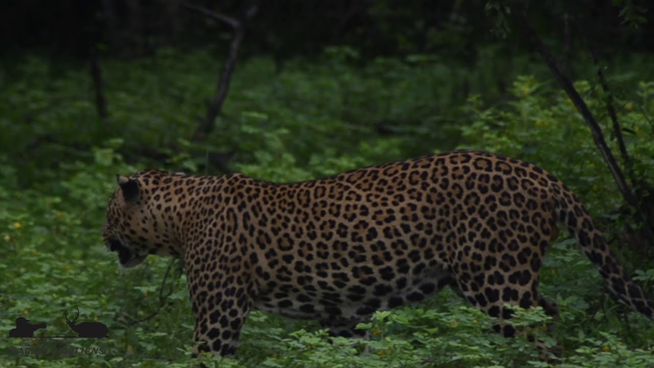 LEOPARD NEAR US | Sri Lankan Leopard in Yala