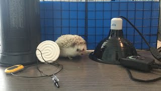 Heating Your Hedgehog | Hedgie Care 101