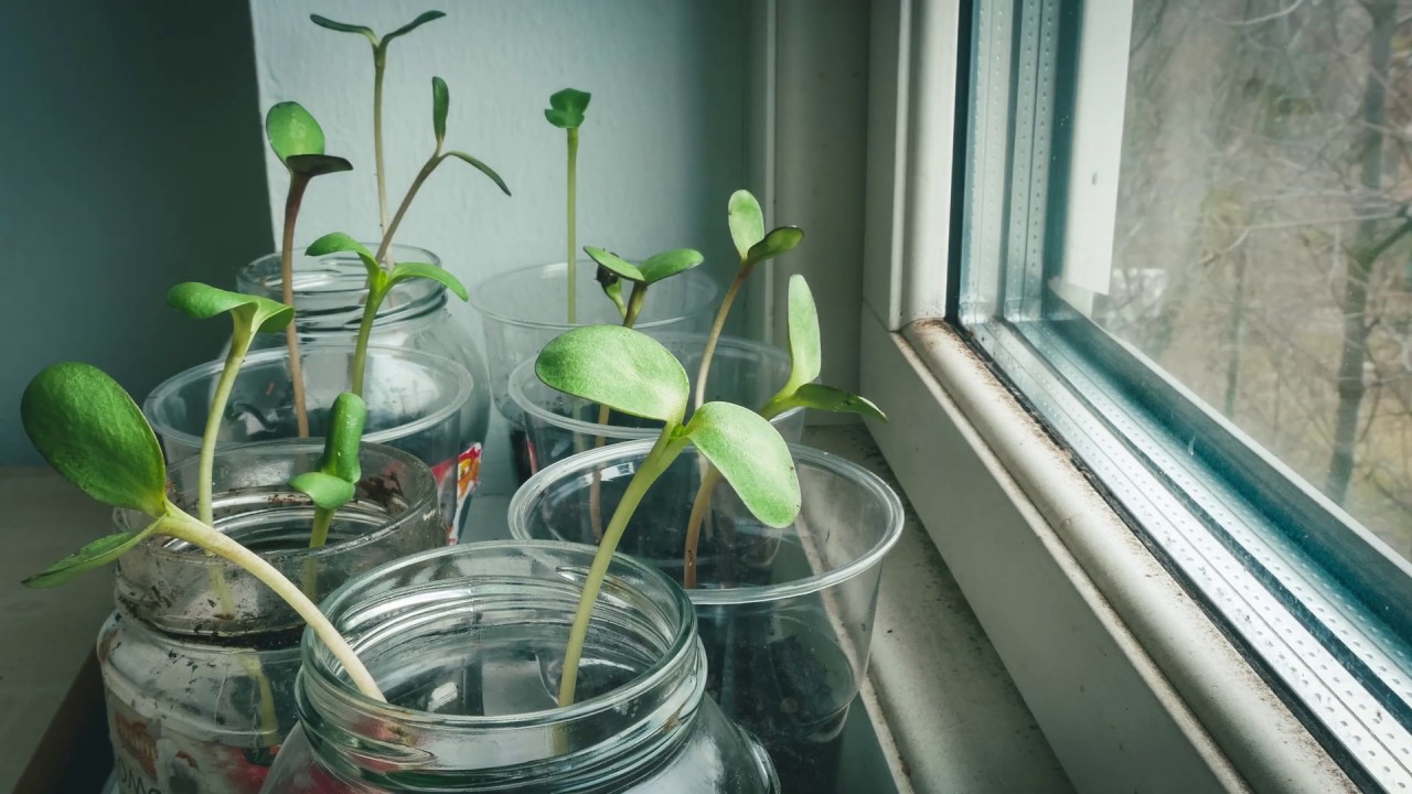 Sunflower seedlings turning towards the sun 4K YouTube