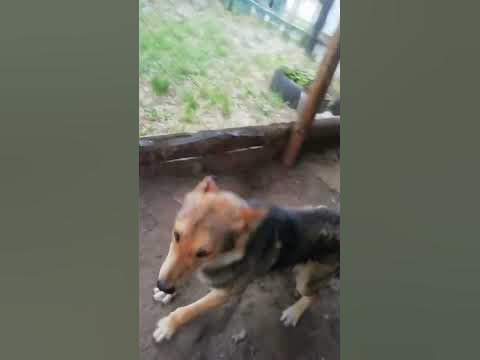 Бос. - YouTube