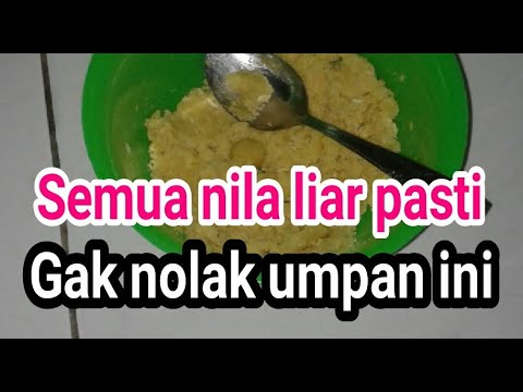 RACIKAN TERJITU UMPAN IKAN NILA LIAR DANAU SUNGAI RAWA SUSAH MAKAN