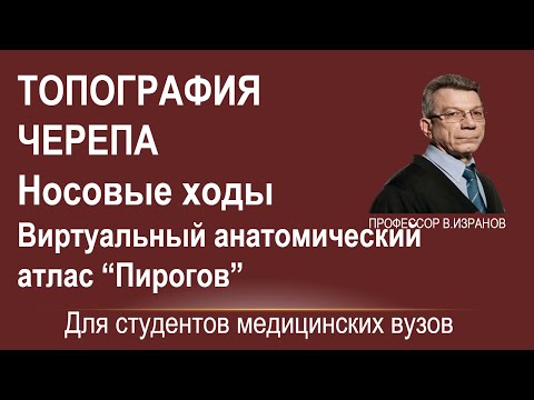 Топография черепа. Полость носа. Носовые ходы.