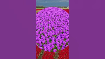 Tulip Fields in Netherlands #shorts