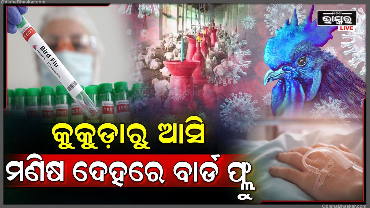 କୁକୁଡ଼ା ଦେହରୁ ଆସି ଧିରେ ଧିରେ ମଣିଷଙ୍କୁ ଆକ୍ରାନ୍ତ କଲାଣି ବାର୍ଡ ଫ୍ଲୁ ! ପରୀକ୍ଷା ପାଇଁ ପଠାଗଲା ନମୁନା