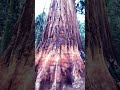 Sequoia - the biggest tree - closeup shot 🌹🌹🔥🔥❤️❤️ #roadtrip #viral #dulich #fyp #review